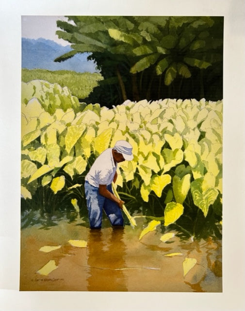 Kanoa's Taro Paper Print (Large)