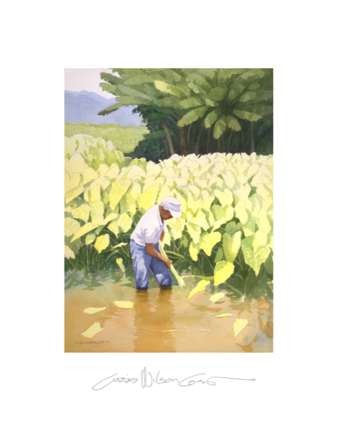 Kanoa's Taro Paper Print