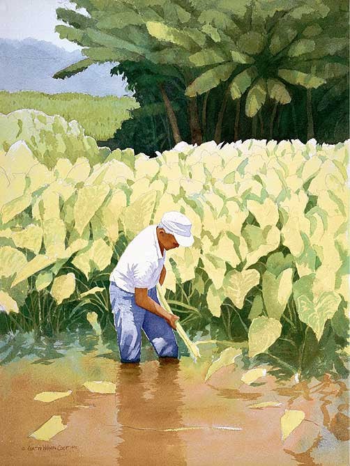 Kanoa's Taro, 1995