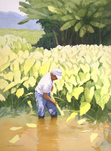 Kanoa's Taro,unstretched giclée, various sizes
